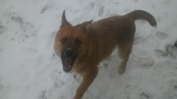 large brown dog in snow