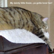 Essie (Domestic Shorthair)