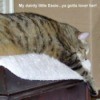 Essie (Domestic Shorthair)
