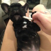 black French Bulldog laying upside down on someone's lap