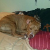 brindle dog sleeping