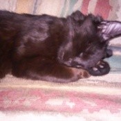 sleeping kitten
