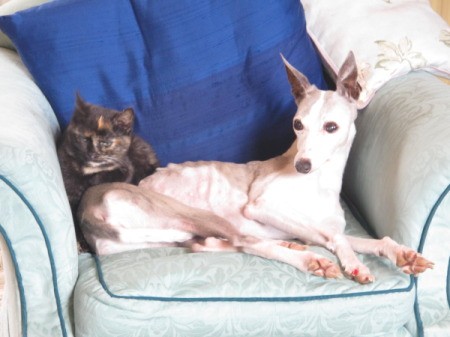 Whippet and Pug on chair