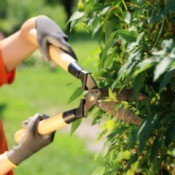 Gardener trimming Hedge