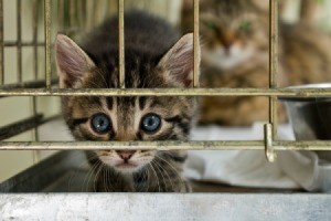 Kitten in Animal Rescue