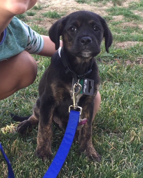 sitting outside on blue leash