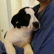 white and black dog