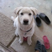white dog