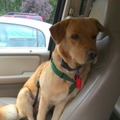 beige medium dog
