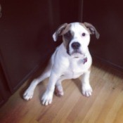 white and brown puppy