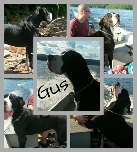 Gus (Great Dane)