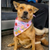 tan dog with neck scarf