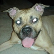 tan dog maybe Pit Bull