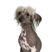 Hairless Chinese Crested Dog