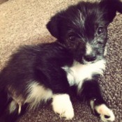 black and white puppy