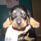 black and tan puppy