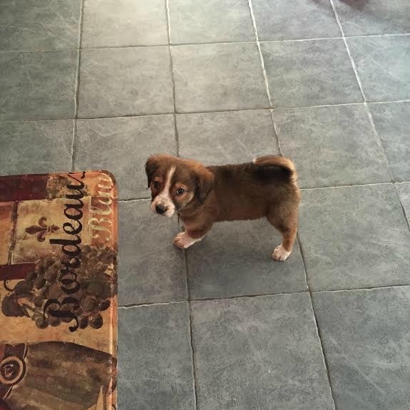 light brown puppy with white markings