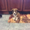 puppy lying on kitchen rug