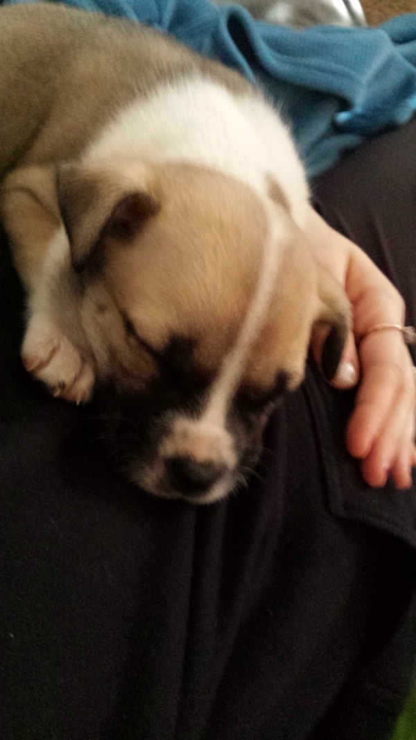 What Breed Is My Puppy? ThriftyFun