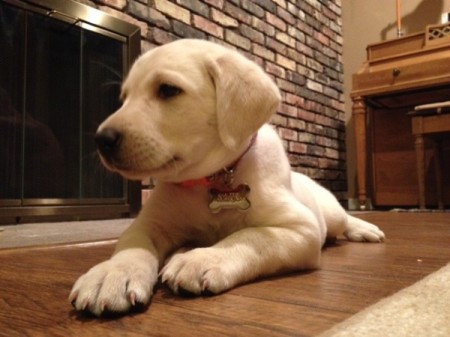 Khaleesi (Labrador Retriever)