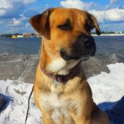large brown dog in snow