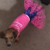 dog in pink tutu