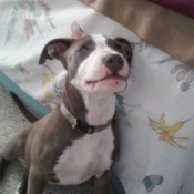 chocolate brown and white puppy