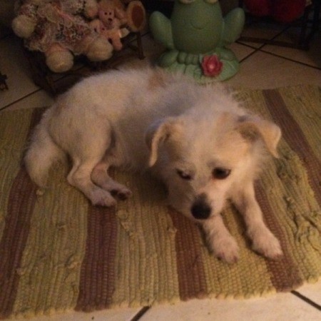 cream and tan wiry puppy