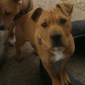 light brown Pitt looking dog