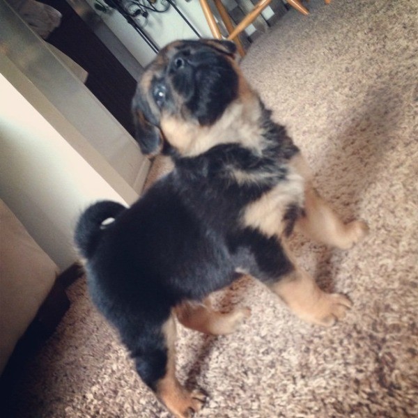 black and tan puppy with curly tail