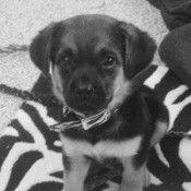 black and white closeup photo of puppy