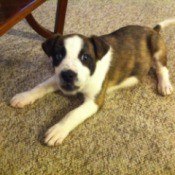 puppy lying on carpet