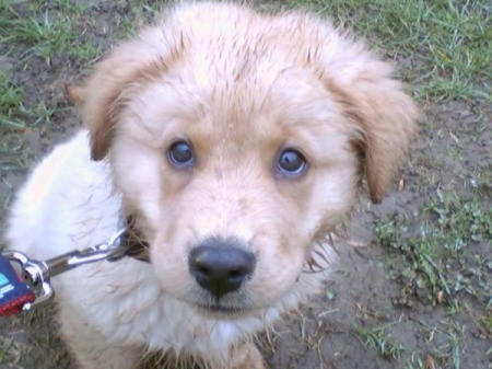 Murphy (Golden Chow)