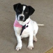 white dog with black face and ears