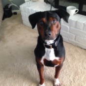 tricolor dog sitting