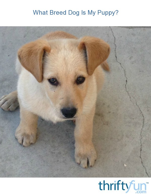 What Breed Dog Is My Puppy? ThriftyFun