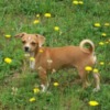 dog among dandelions