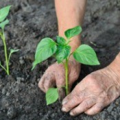 Planting A Row For The Hungry