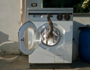 Cat Getting in Washer