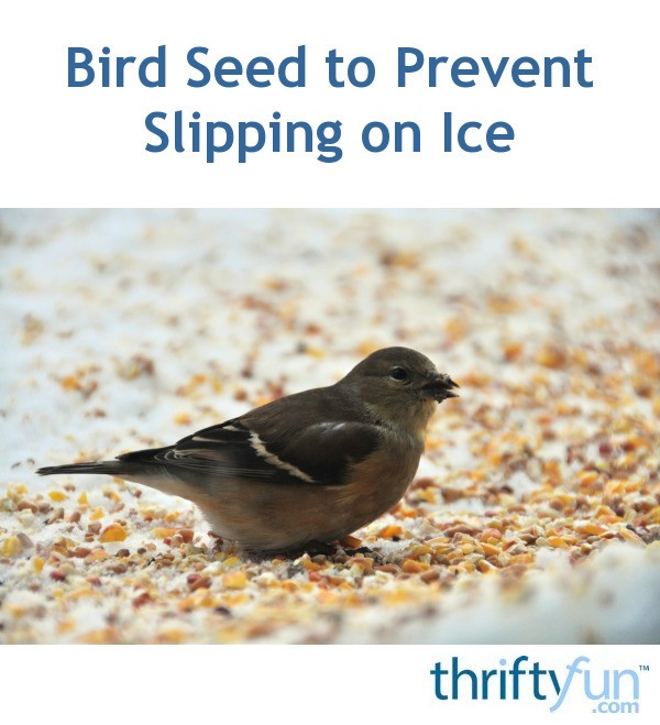 Bird Seed to Prevent Slipping on Ice ThriftyFun