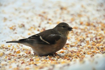 A bird getting birdseed from a snowy surface.