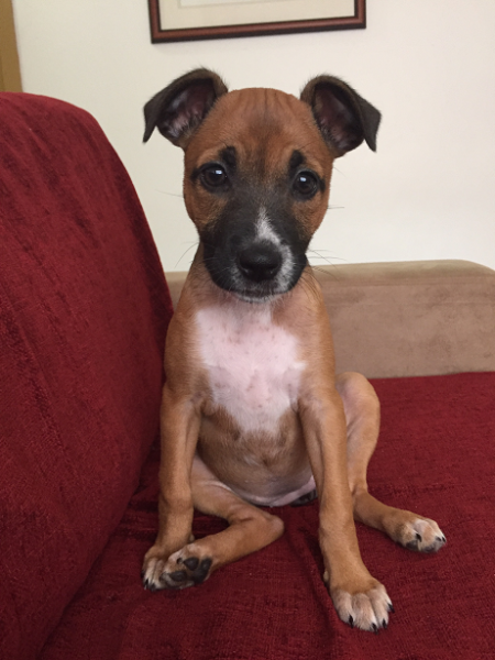 brown puppy with white chest and dark muzzle sitting