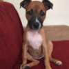 brown puppy with white chest and dark muzzle sitting