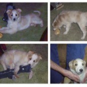 white and tan puppy sitting on tile floor