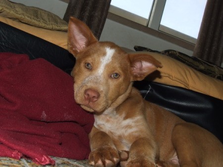 closeup of reddish brown dog