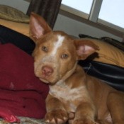 closeup of reddish brown dog