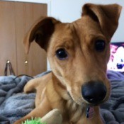 closeup of dog lying down