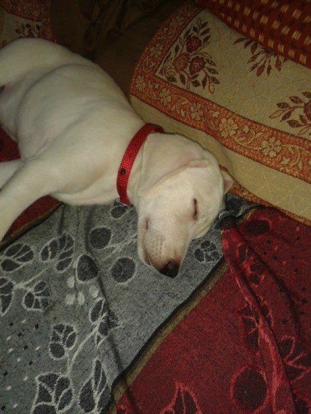 sleeping white puppy with red collar