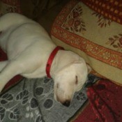 sleeping white puppy with red collar