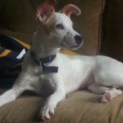 white dog with tan ears